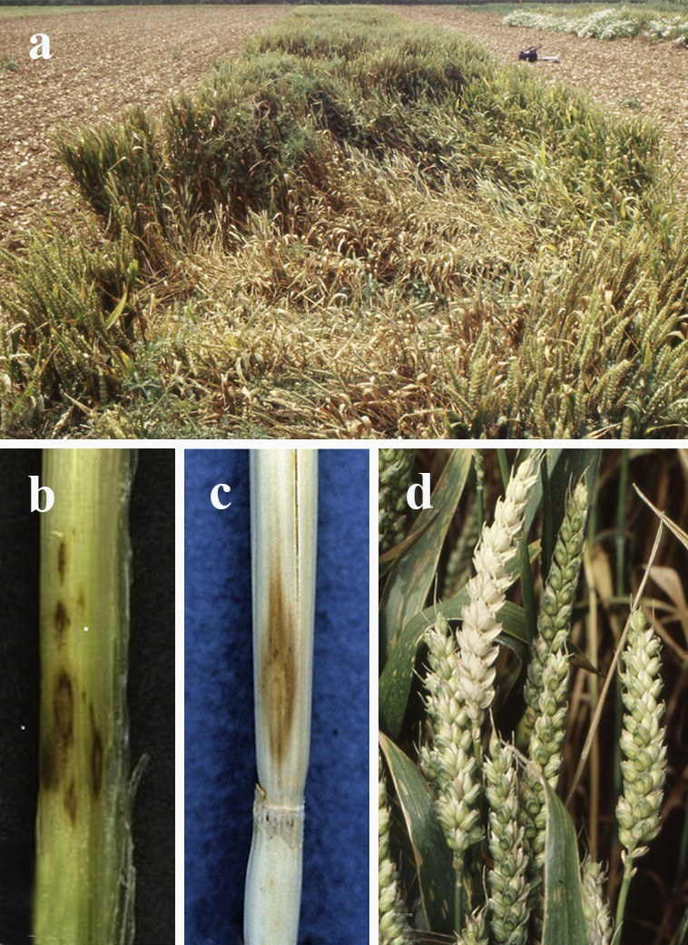 Figure 25